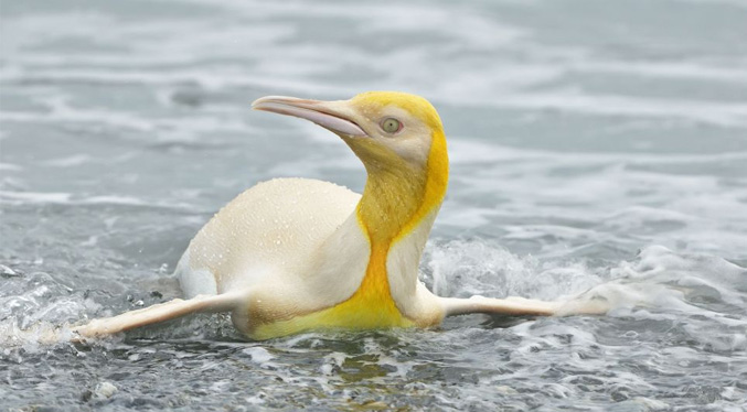 Pingüino amarillo es visto en Antártida y parece que fue bañado en oro