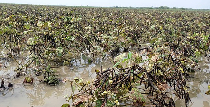 Fedeagro: Las labores de cosecha están retrasadas por las lluvias