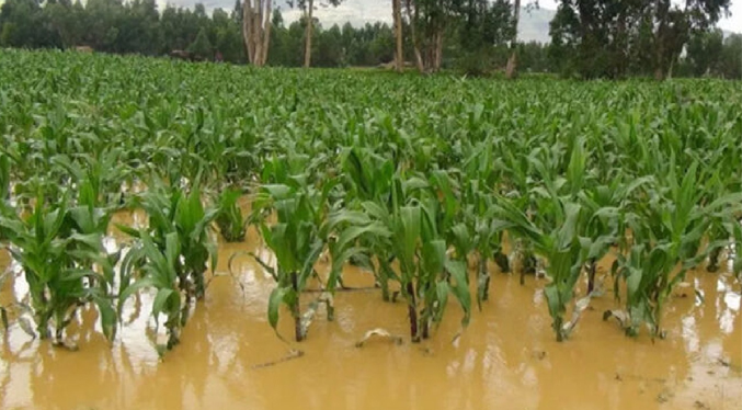 Ingenieros agrónomos aseguran que están perdidas el 20 % de la producción por lluvias