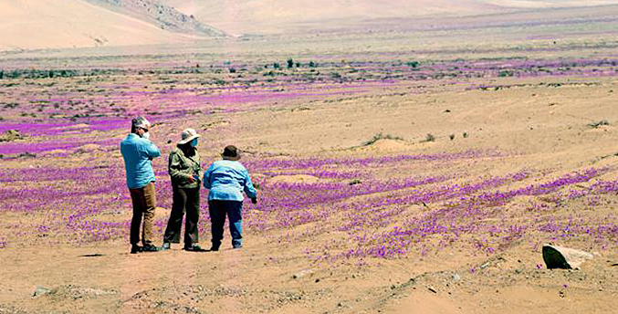 Desierto más árido del mundo vuelve a florecer en el norte de Chile