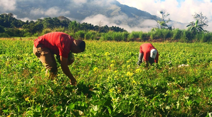 FAO: Venezuela muestra notables índices de recuperación alimentaria