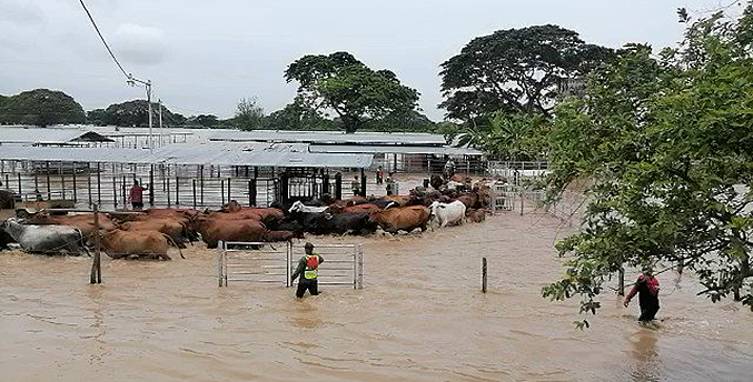 Fedenaga: Lluvias afectan a más de 160 mil hectáreas en el Sur del Lago de Maracaibo