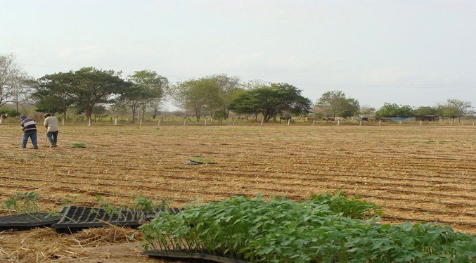 Adjudican más de mil 600 hectáreas de tierras en Zulia