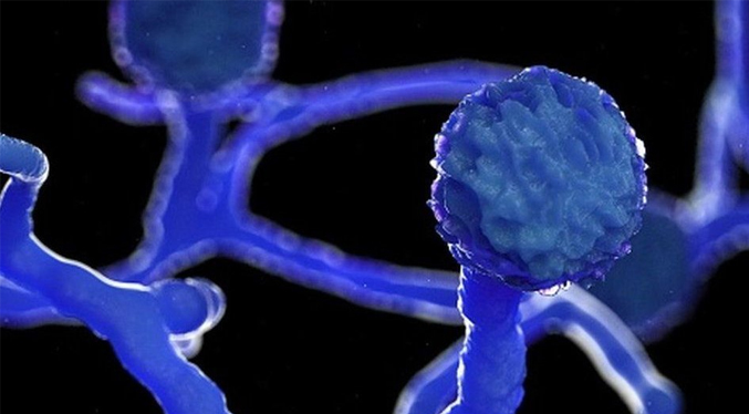 OMS presenta por primera vez una lista con los 19 hongos infecciosos más peligrosos