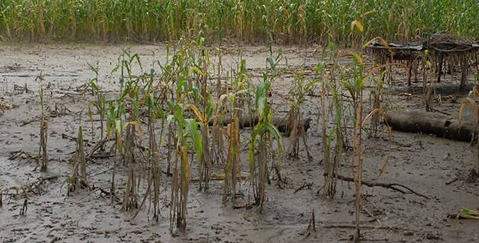 Lluvias afectan cosechas de maíz, plátano, yuca y ají