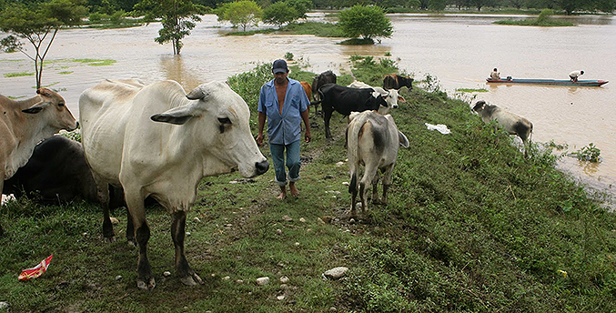 Fedenaga y Fedeagro alertan de afectaciones en cultivos del país por las lluvias