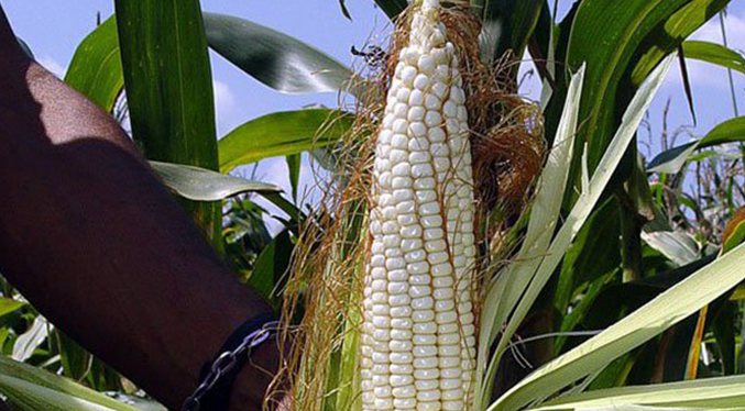 Fedeagro propone intensificar la capacidad de producción de maíz blanco