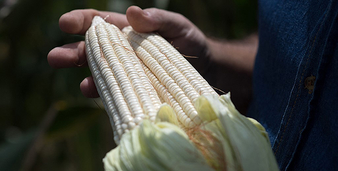 Producción de maíz blanco aporta el 40 % del consumo nacional