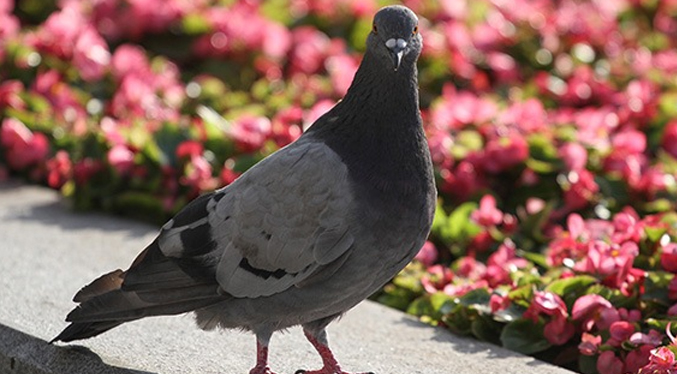 Virus en el Reino Unido convierte a las palomas en zombis