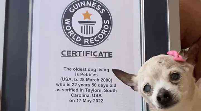 Despiden a los 22 años a la perra más vieja del mundo