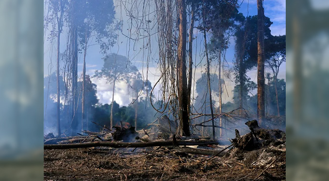 Día Mundial de los Bosques: Urge mejor gestión forestal