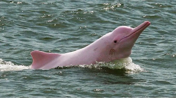 El delfín rosado del Amazonas perdió el 65 % de su población