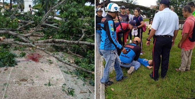 Reportan un fallecido por caída de árbol en Mérida