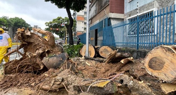 Alcaldesa de Caracas reporta seis árboles caídos en el municipio