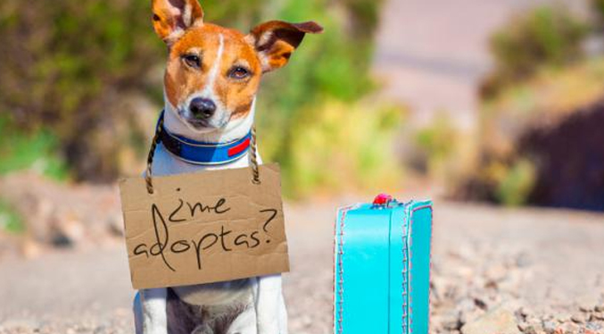 Crean un álbum de barajitas de perros para incentivar la adopción