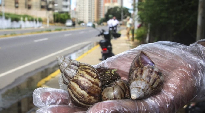 Al menos 400 caracoles africanos recogen al día en Maracaibo