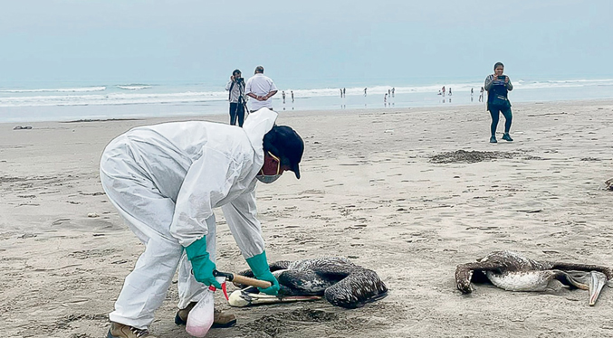 Perú registra más de 13 mil aves marinas muertas por la influenza aviar
