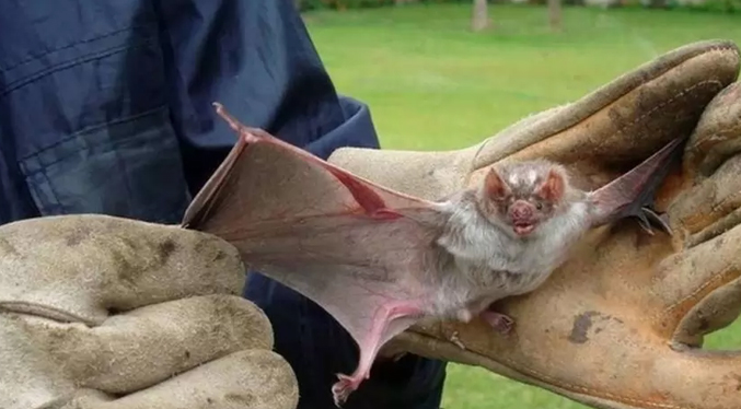 Encuentran murciélagos con rabia en Chile