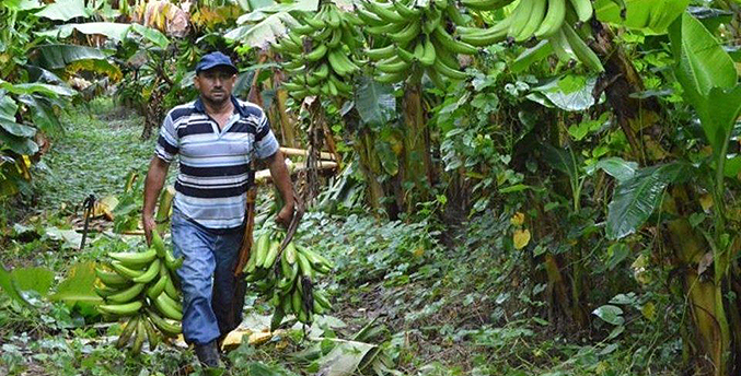 Investigadores venezolanos fortalecen técnicas para erradicar plagas en los rubros de bananos y plátanos