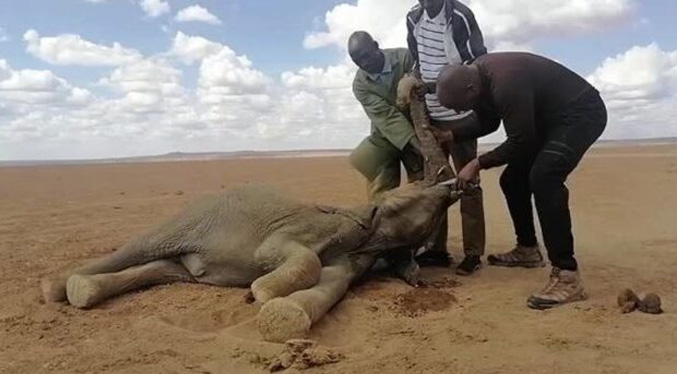 Más de 200 elefantes muertos en Kenia en nueve meses por la sequía