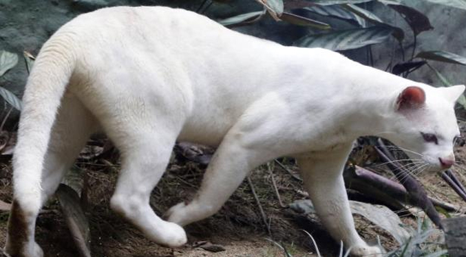 Primer ocelote albino del mundo es descubierto y rescatado en Colombia
