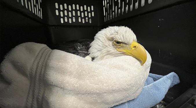 Mueren envenenadas tres águilas calvas y otras 10 están enfermas