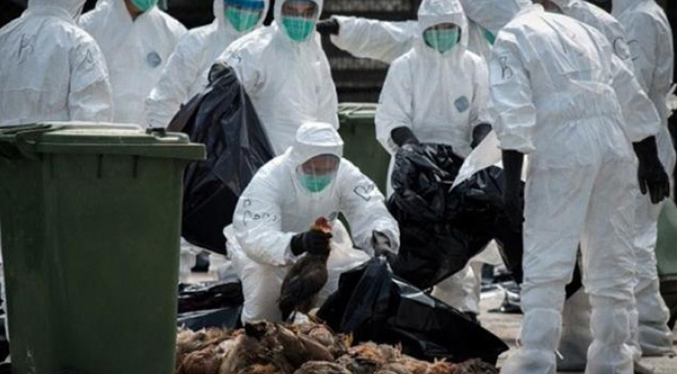 Europa está viviendo la epidemia de gripe aviar “más devastadora”