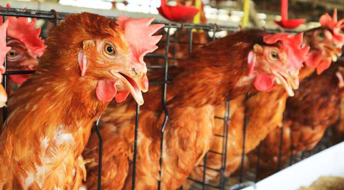 Más de 180 mil aves son sacrificadas en Ecuador para controlar el brote de gripe aviar