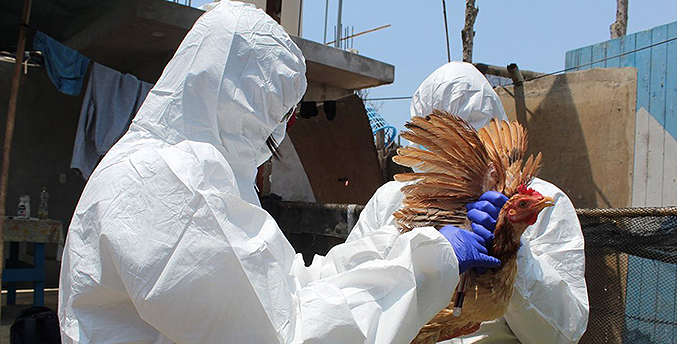 Julio Castro: Potencial pandémico de influenza aviar es bajo