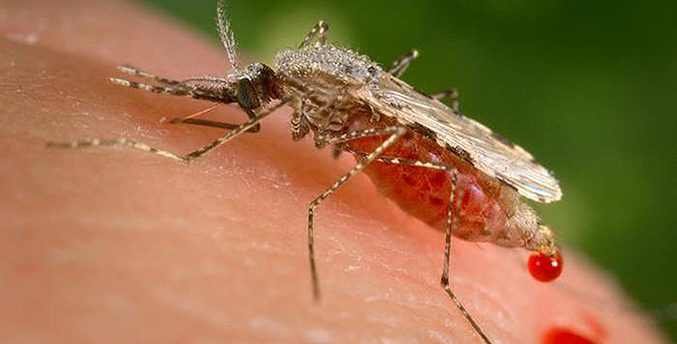 Venezuela, Brasil y Colombia representan 79 % de los casos de malaria en América