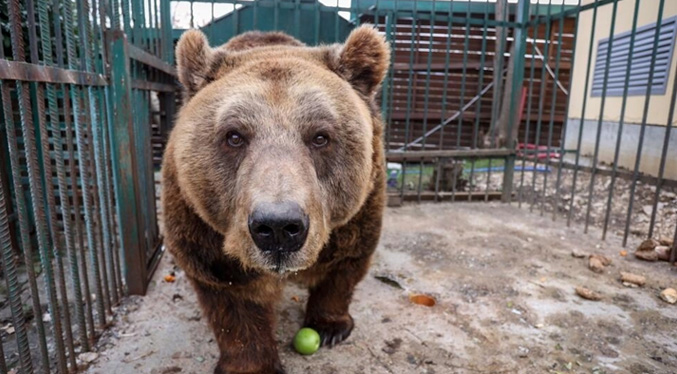 Mark, el oso pardo inicia su vida en libertad tras 20 años de cautiverio