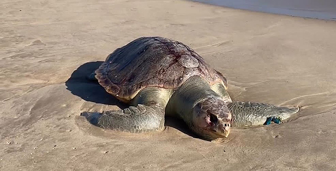 Hallan muerta a tortuga marina en una de las playas de Lechería contaminadas con crudo