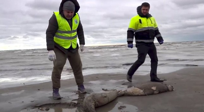 Encuentran unas 2.500 focas del Caspio muertas en la costa rusa