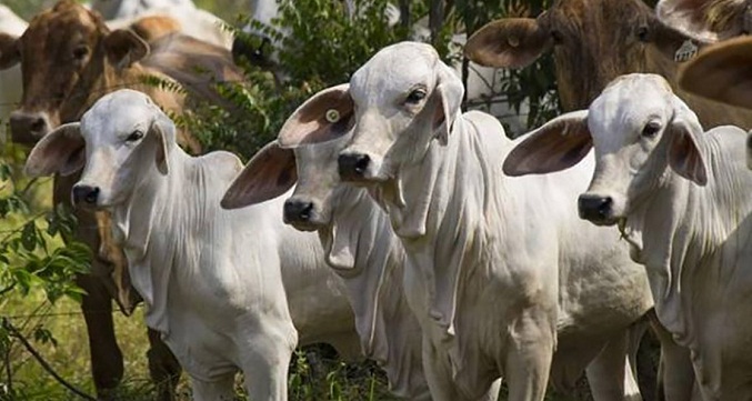 Fedenaga estima que el rebaño nacional se ubica entre 10 y 11 millones de cabezas de ganado