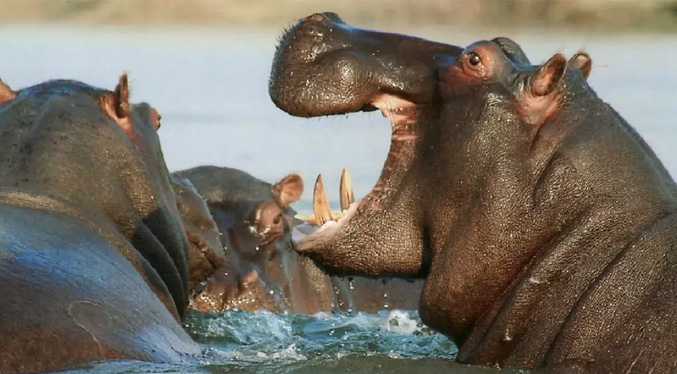 Hipopótamo se traga a un niño y después lo escupió vivo