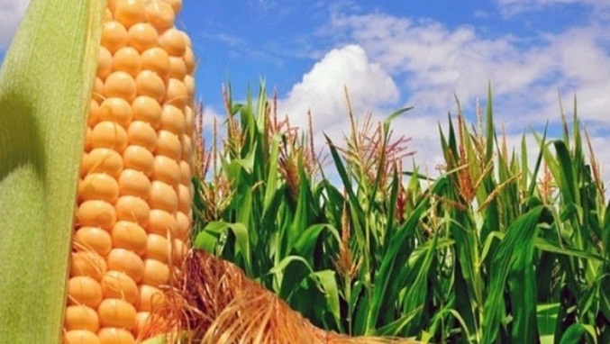 La producción de maíz crece 46 % en 2022: Fedeagro solicita aumento en el financiamiento