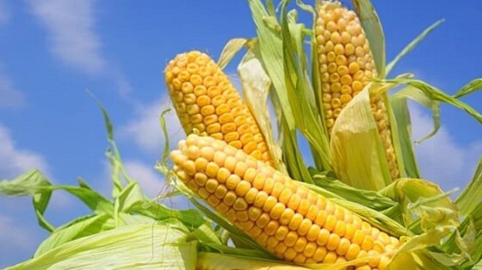Sigue llegando maíz importado 39 % más caro que el nacional