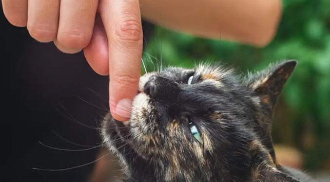 Su gato le muerde y muere cuatro años después: ¿pero por qué?