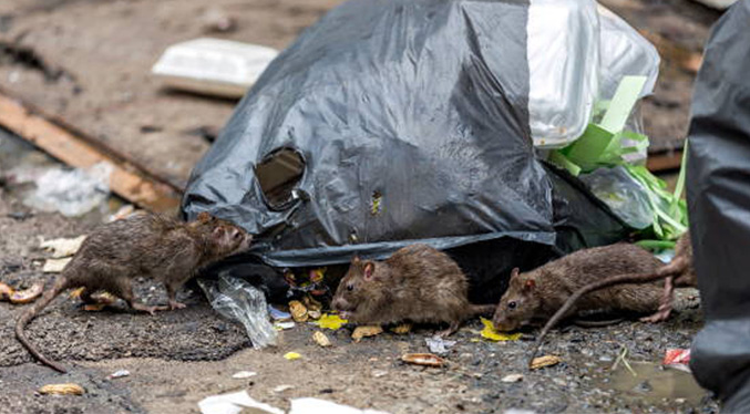 Nueva York está infestada de ratas y busca quien las acabe