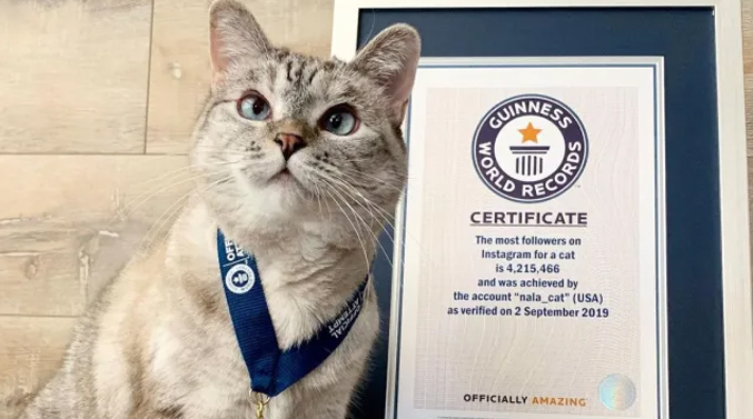 Nala, la gata rescatada de un refugio y ahora factura millones de dólares