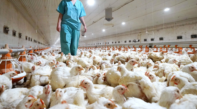 Confirman el primer caso humano de gripe aviar en una niña de Ecuador