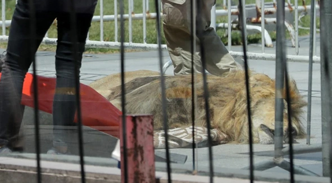 Arrojan a un león muerto en el palacio presidencial chileno