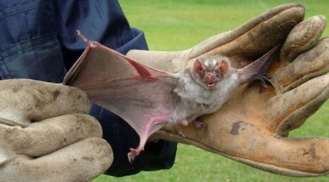 Confirman la muerte de un niño por rabia tras ser mordido por un murciélago en México