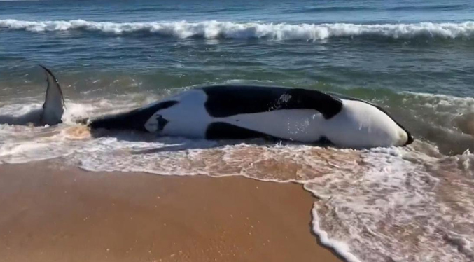 Orca de 6,4 metros de largo muere varada en una playa de Florida