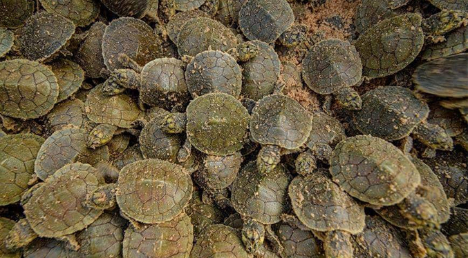 La frontera Brasil-Bolivia convierte las playas en alfombras de tortugas