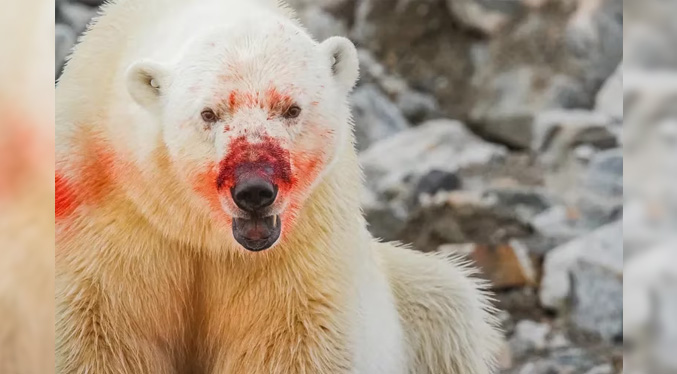 Oso polar mata a dos personas en Alaska