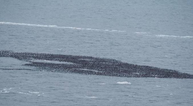 Confunden una bandada de 25.000 patos con un vertido de petróleo