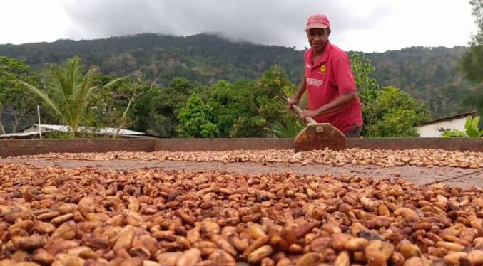 Asoprocave anuncia disminución en producción de cacao