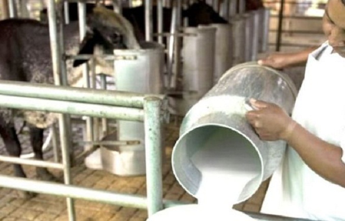 Gadema: Productores en Zulia exigen que el pago de la leche sea en divisas para evitar pérdidas
