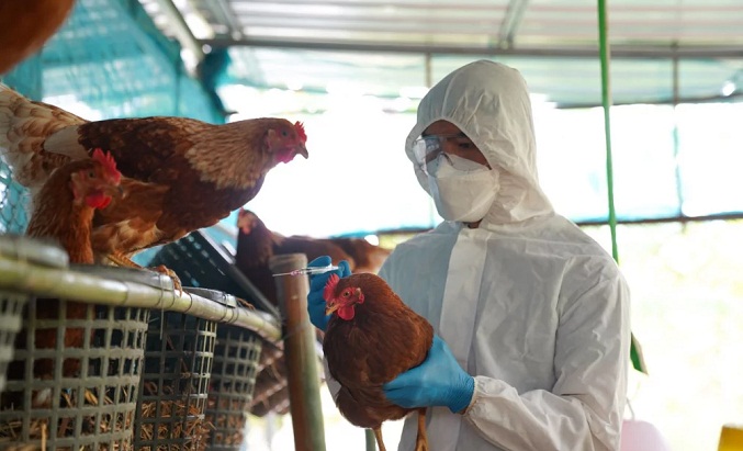 Gobierno de Ecuador busca vacuna para frenar contagio de gripe aviar